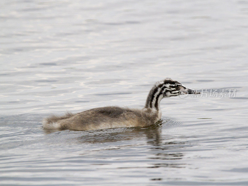 大冠毛鸊鷉(Podiceps cristatus)幼鸟